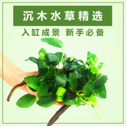 aquamax 鱼缸造景水榕水草小巴榕沉木水草 8.8元包邮