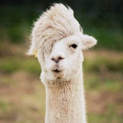 什么值得玩:新西兰个人旅游签证、华中往返澳