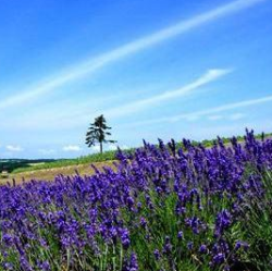 特价机票:杭州-北海道函馆 4天往返含税机票 东