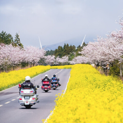 特价机票:上海-济州岛 5日往返含税机票+接送机