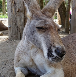旅游签证:澳大利亚个人签证套餐 全国领区可办