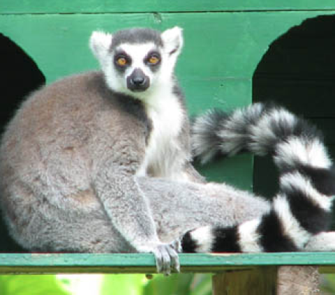 特价机票:广州-马达加斯加 8天往返含税机票 6