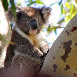 自由行:全国出发 广州-澳大利亚墨尔本\悉尼\黄