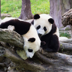 特价机票:石家庄-成都 7天往返含税机票 1290元