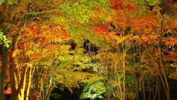 特价机票:上海出发 北海道+东京7日往返含税机