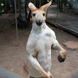 特价机票:西安-悉尼30天内往返含税机票 (五星