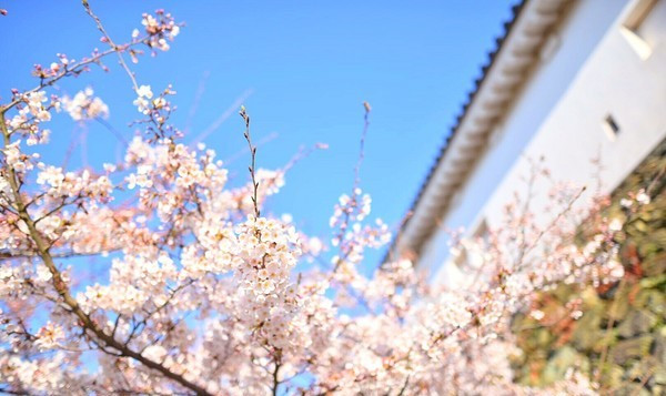 广州领区:康辉国旅 日本自由行个人旅游签证加