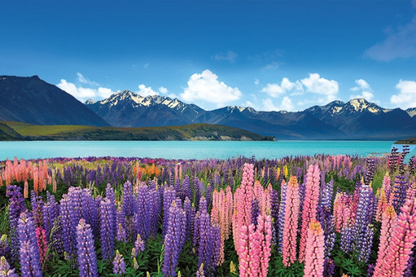 跟团游:国庆新西兰10日团线路比对及推荐大P