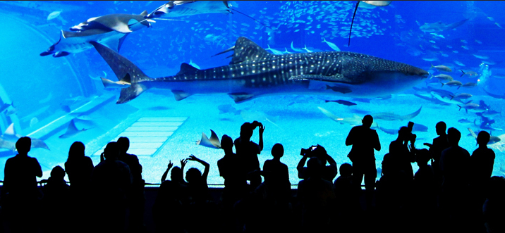 特价机票:机票加签证 香港往返冲绳 赠送海水族