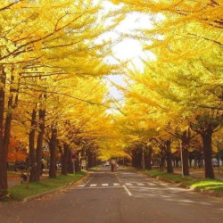 特价机票:上海\/香港直飞札幌5日往返含税机票