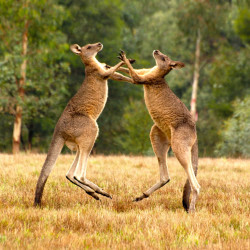 特价机票:东航直飞 杭州-悉尼9天往返含税机票