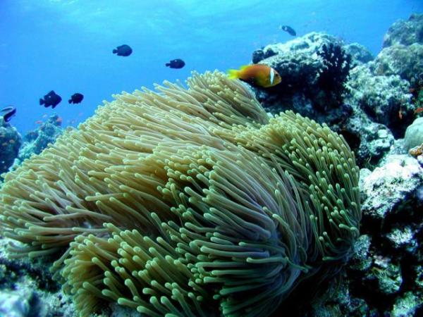 海岛游:香港-马代班度士岛6天4晚(往返含税机票