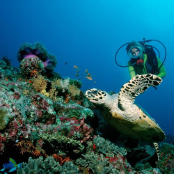 自由行:广州-菲律宾杜马盖地 5天4晚 含税机票