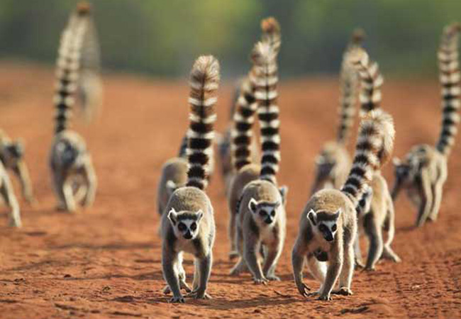 广州-马达加斯加8天往返含税机票