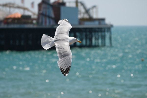 照相馆 No.15:充当鸡头的APS-C旗舰们 虽截