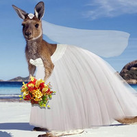 洲航线特惠 全国11地出发往返澳大利亚 含税3