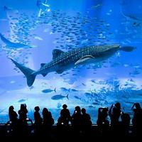 冲绳一日游：万座毛+水族馆+古宇利岛+美国村一日游