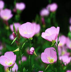 Swisse 奶蓟草 护肝片 120粒 79元 满299-100_