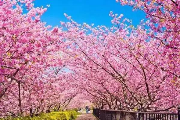 樱花季预售:上海-大阪 5天往返含税机票(赠WiF