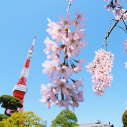 清明樱花祭:上海-东京(茨城)5日往返机票 699元