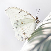 HE FACE SHOP 菲诗小铺 芦荟舒缓嫩肤啫喱