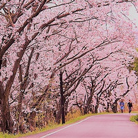 含樱花季班期：上海-日本高松 5日自由行（往返机票+栗林公园门票+可选酒店住宿）