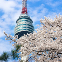 樱花季好价：上海-韩国首尔5日4晚自由行（往返机票+全程酒店，赠接送机+交通卡）