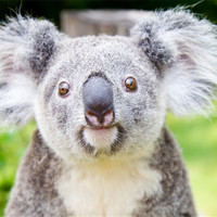 情人节特惠:广州长隆 野生动物世界 情侣双人票