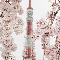 醉美樱花季：全国多地-日本多地 樱花季