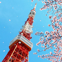 醉美樱花季：全国多地-日本多地 樱花季