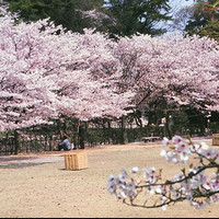 含樱花季：上海-日本高松5日往返含税机票（可加购首晚酒店）