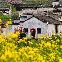 春季出游：不负春光，又到一年赏花时