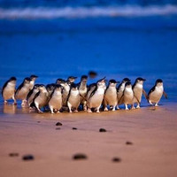 当地玩乐：澳大利亚旅游 墨尔本菲利普企鹅岛一日游