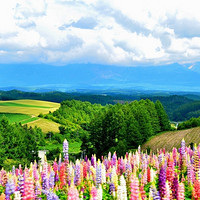 特价机票：天津-日本北海道6天往返含税