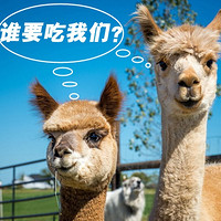 价机票:澳洲航空直飞 北京-澳大利亚\/新西兰5-3