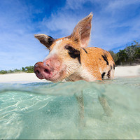奇葩物：打个飞的去看巴哈马的“幸福”小猪