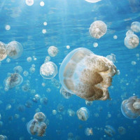 特价机票:狮子\/太平洋航空 香港\/澳门直飞帕劳