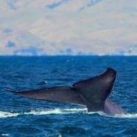 当地玩乐：冰岛雷克雅未克 赏鲸之旅