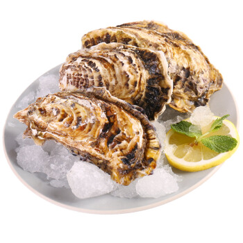 渔传播FISHERY PROPAGATION 法国进口鲜活刺身生蚝 120-150g 6只 1份 盒装 海鲜水产 烧烤食材