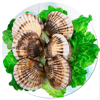 渔传播FISHERY PROPAGATION 山东青岛鲜活扇贝 1000g 1份 盒装 海鲜水产 烧烤食材