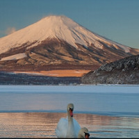 天津-日本東京+富士山+箱根+名古屋6天5晚跟團游（贈北京、廊坊、唐山至天津機場接送）