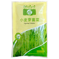 果花 小麦草 芽菜芽苗菜种子 绿色 蔬菜种子 可无土栽培 50g/袋