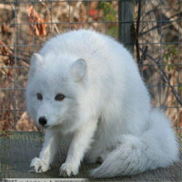宠物活体：雪狐 三个月左右