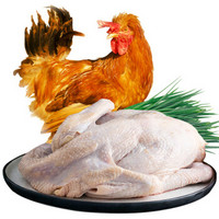 百年栗园 北京油鸡大公鸡 1.5kg