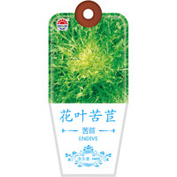 北京东升种业（DS）花叶苦苣种子 四季蔬菜 家庭阳台 庭院种植100粒/袋