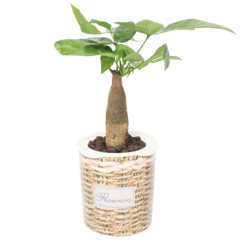 花七休 单杆发财树 柳编纹自吸水塑料花盆 花卉绿植盆栽 室内居家桌面阳台办公室绿植