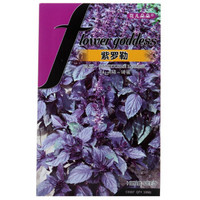 花儿朵朵 紫罗勒 紫色 香草花卉种子 家庭阳台/办公室盆栽 100粒/袋 *2件