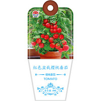 北京东升种业（DS）红色盆栽樱桃番茄种子 四季蔬菜 家庭阳台 庭院种植50粒/袋