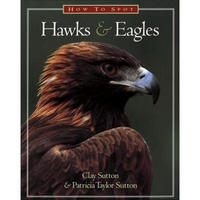 How to Spot Hawks and Eagles
