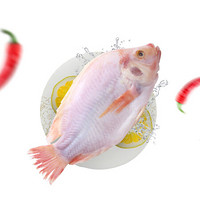 壹条鱻 彩虹鲷鱼 液氮锁鲜 三去450g (去腮去鳞去内脏) 方便菜 1条 烧烤食材 海鲜水产